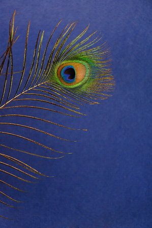 A peacock feather isolated against a blue backgroundの写真素材