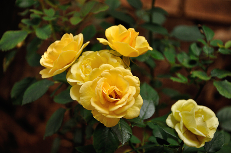 Yellow roses in a gardenの写真素材