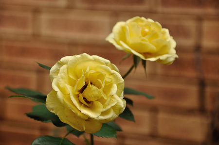 Yellow roses in a gardenの写真素材