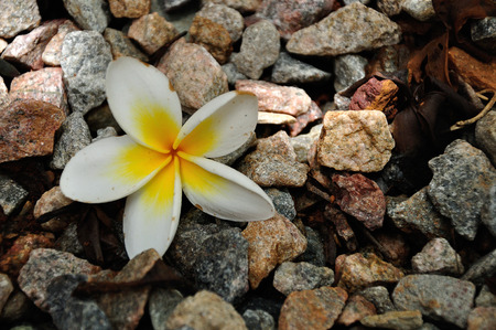 A single frangipani flower on a stone backgroundの写真素材