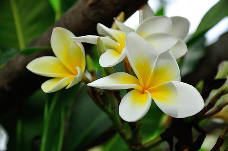 Frangipani flowers in a treeの写真素材