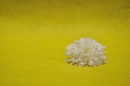 A single white aster isolated against a yellow backgroundの写真素材