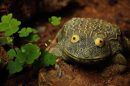 A frog statue next to a clover bushの写真素材