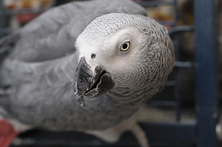A grey parrotの写真素材