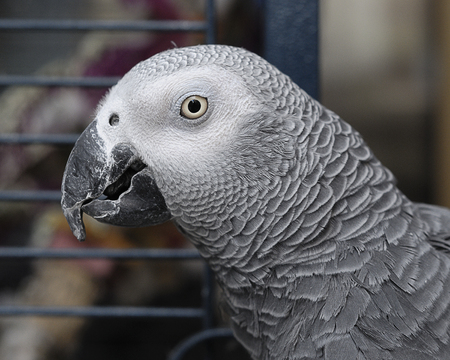 A grey parrotの写真素材