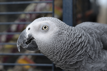 A grey parrotの写真素材