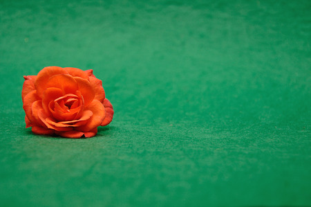 An orange rose on a green backgroundの写真素材