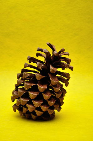 A pine cone on a yellow backgroundの写真素材