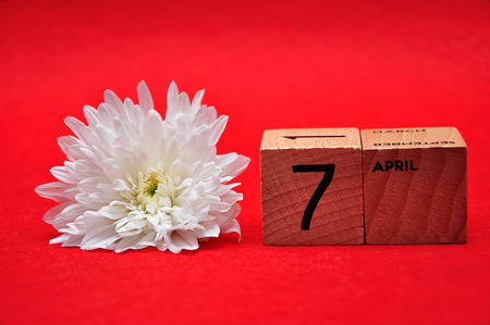 7 April on wooden blocks with a white daisy on a red backgroundの写真素材