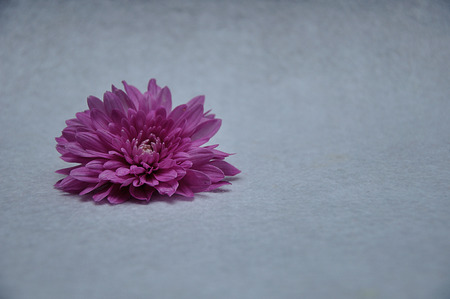 A pink aster isolated on a white backgroundの写真素材