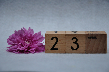 23 April on wooden blocks with a pink daisy on a white backgroundの写真素材