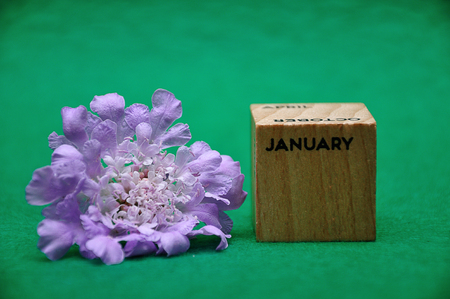 January on a wooden block with a purple flower on a green backgroundの写真素材