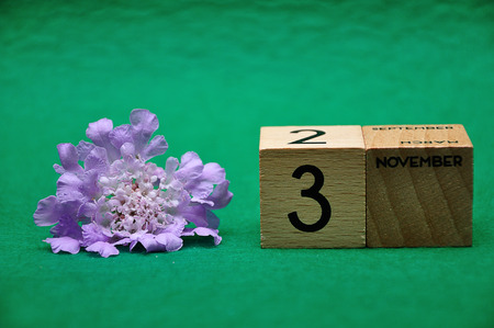 3 November on wooden blocks with a purple flower on a green backgroundの写真素材