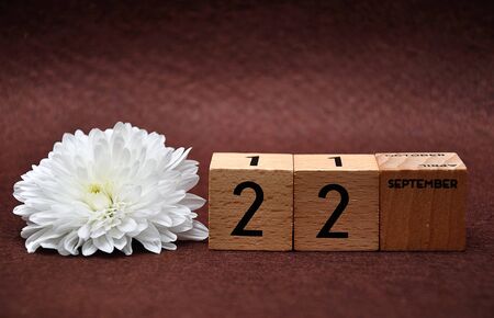 22 September on wooden blocks with a white aster on a brown backgroundの写真素材