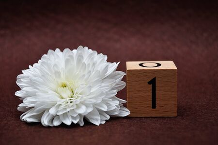 Number one with a white aster on a brown backgroundの写真素材