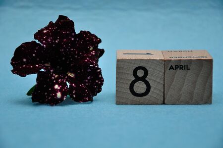 8 April on wooden blocks with a purple petunia on a blue background