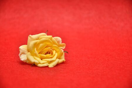 A yellow rose on a red backgroundの写真素材