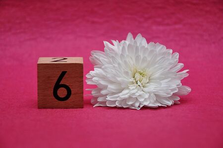 Number six with a white aster on a pink backgroundの写真素材