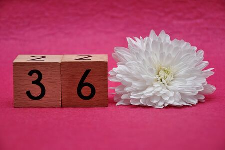 Number thirty six with a white aster on a pink backgroundの写真素材
