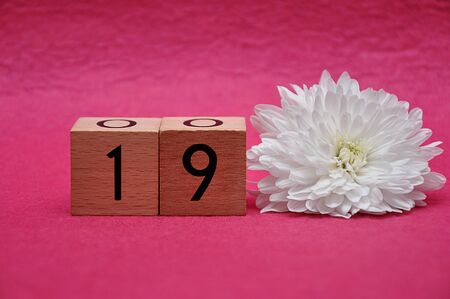 Number nineteen with a white aster on a pink backgroundの写真素材