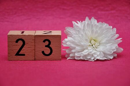 Number twenty three with a white aster on a pink backgroundの写真素材