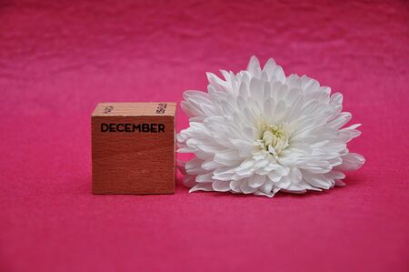 December on a wooden block with a white aster on a pink backgroundの写真素材