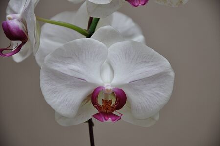 White orchids with shallow depth of fieldの写真素材