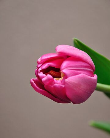 A single pink tulip against a white backgroundの写真素材
