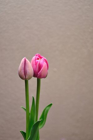 Two pink tulips against a white backgroundの写真素材