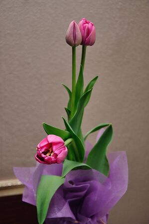 Pink tulips in a pot against a white backgroundの写真素材