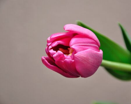 A single pink tulip against a white backgroundの写真素材