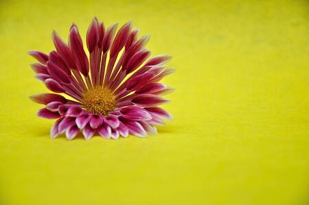 A white and pink aster on a yellow backgroundの写真素材