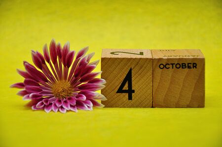 4 October on wooden blocks with a pink and white aster on a yellow backgroundの写真素材