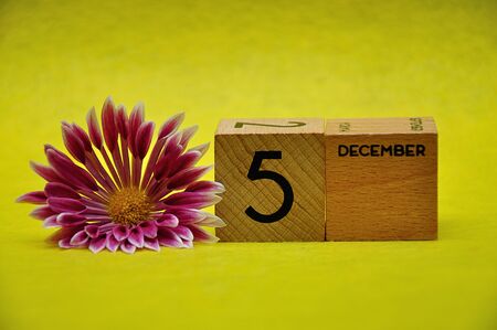 5 December on wooden blocks with a pink and white aster on a yellow backgroundの写真素材
