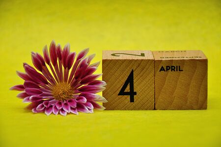 4 April on wooden blocks with a pink and white aster on a yellow backgroundの写真素材