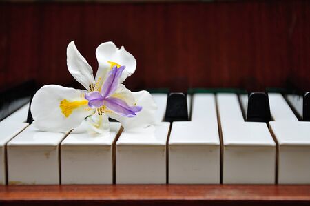 White African Iris with Purple and Yellow Center on piano keysの写真素材