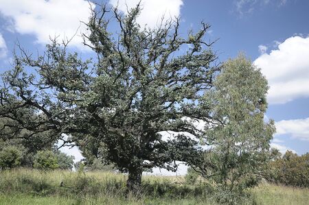A tree in a field in South Africaの写真素材