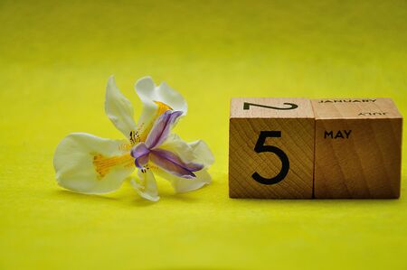 5 May on wooden blocks with an african iris on a yellow backgroundの写真素材