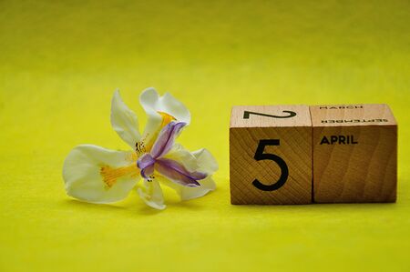 5 April on wooden blocks with an african iris on a yellow backgroundの写真素材