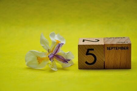 5 September on wooden blocks with an african iris on a yellow backgroundの写真素材