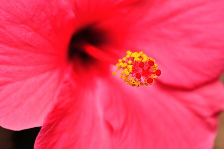 Stamen of a Pink Hibiscus flowerの写真素材