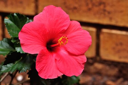 A pink Hibiscus in a gardenの写真素材
