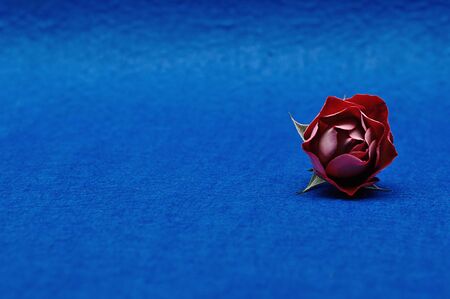 A single red rose on a blue backgroundの写真素材