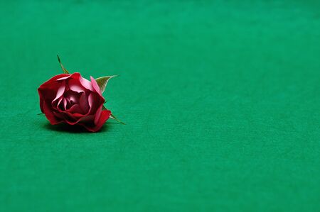 A single red rose on a green backgroundの写真素材