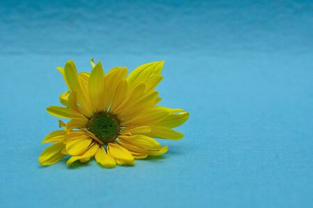 A yellow aster on a blue backgroundの写真素材