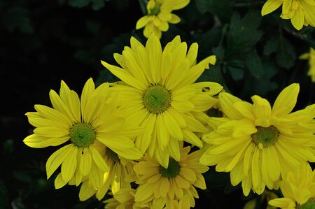 Yellow asters in a gardenの写真素材