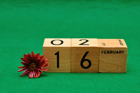 16 February on wooden blocks with an African daisy on a green backgroundの写真素材