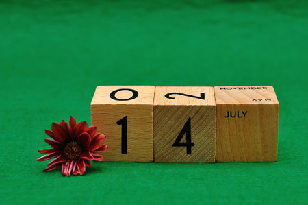 14 July on wooden blocks with an African daisy on a green backgroundの写真素材