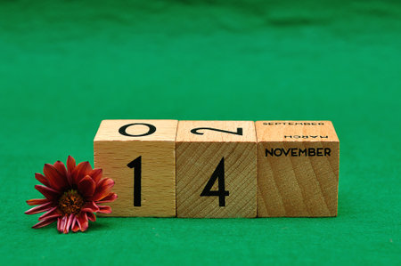 14 November on wooden blocks with an African daisy on a green backgroundの写真素材