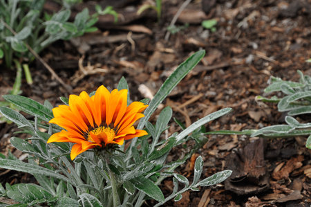 An African daisy in a gardenの写真素材